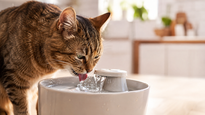 chat ne boit pas assez