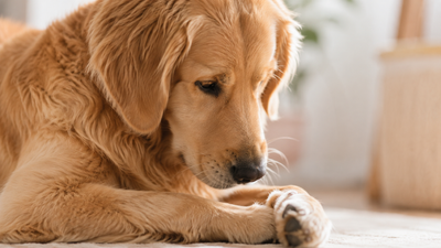 chien se leche les pattes