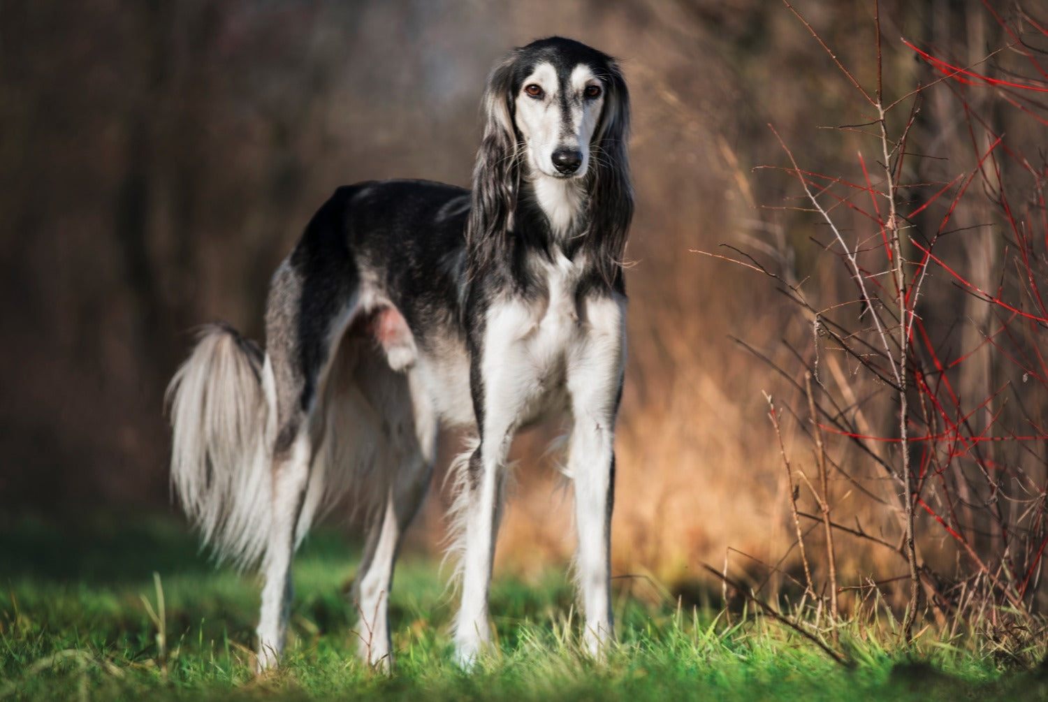 Le Saluki: Élégance et Histoire du Lévrier Arabe