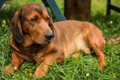 Basset des Alpes: À la découverte du chasseur des montagnes