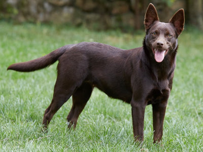 Le Kelpie Australien: Compagnon agile et fidèle, découverte en détail