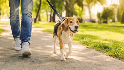 chien tire en laisse solutions
