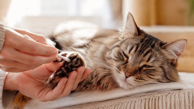 couper griffes chat sans stress