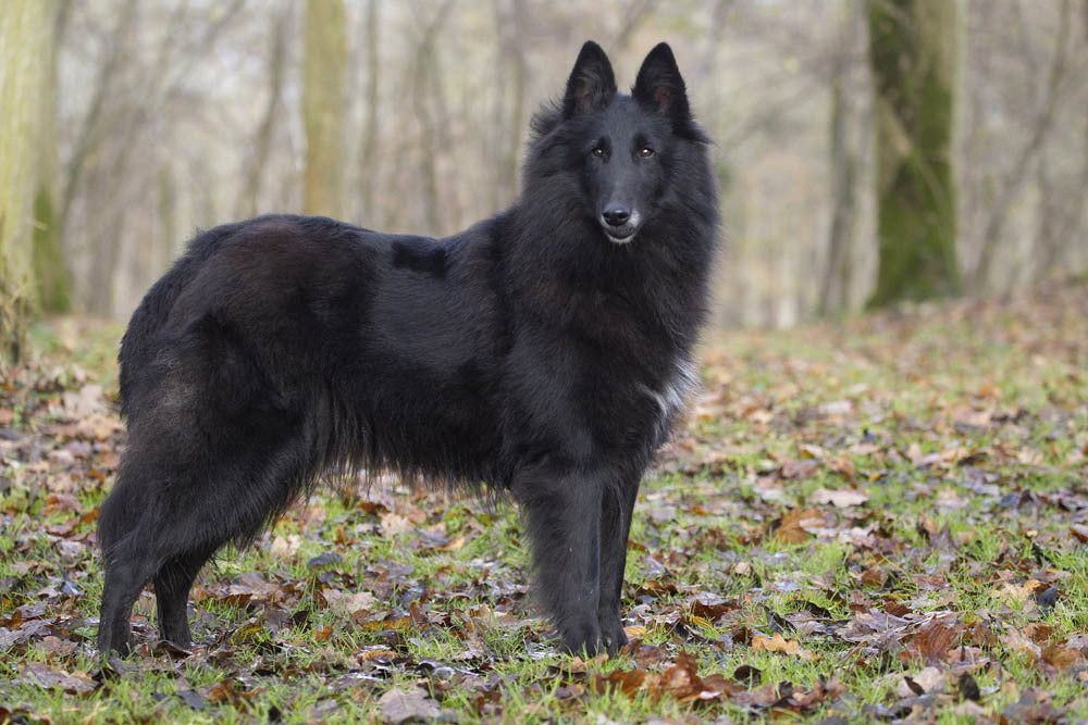 Le Berger belge Groenendael : Comprendre et élever ce berger élégant