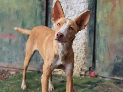 Découverte du Podenco Andalou: Le chasseur espagnol élégant