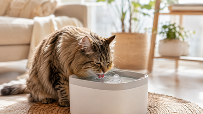 insuffisance renale chat age