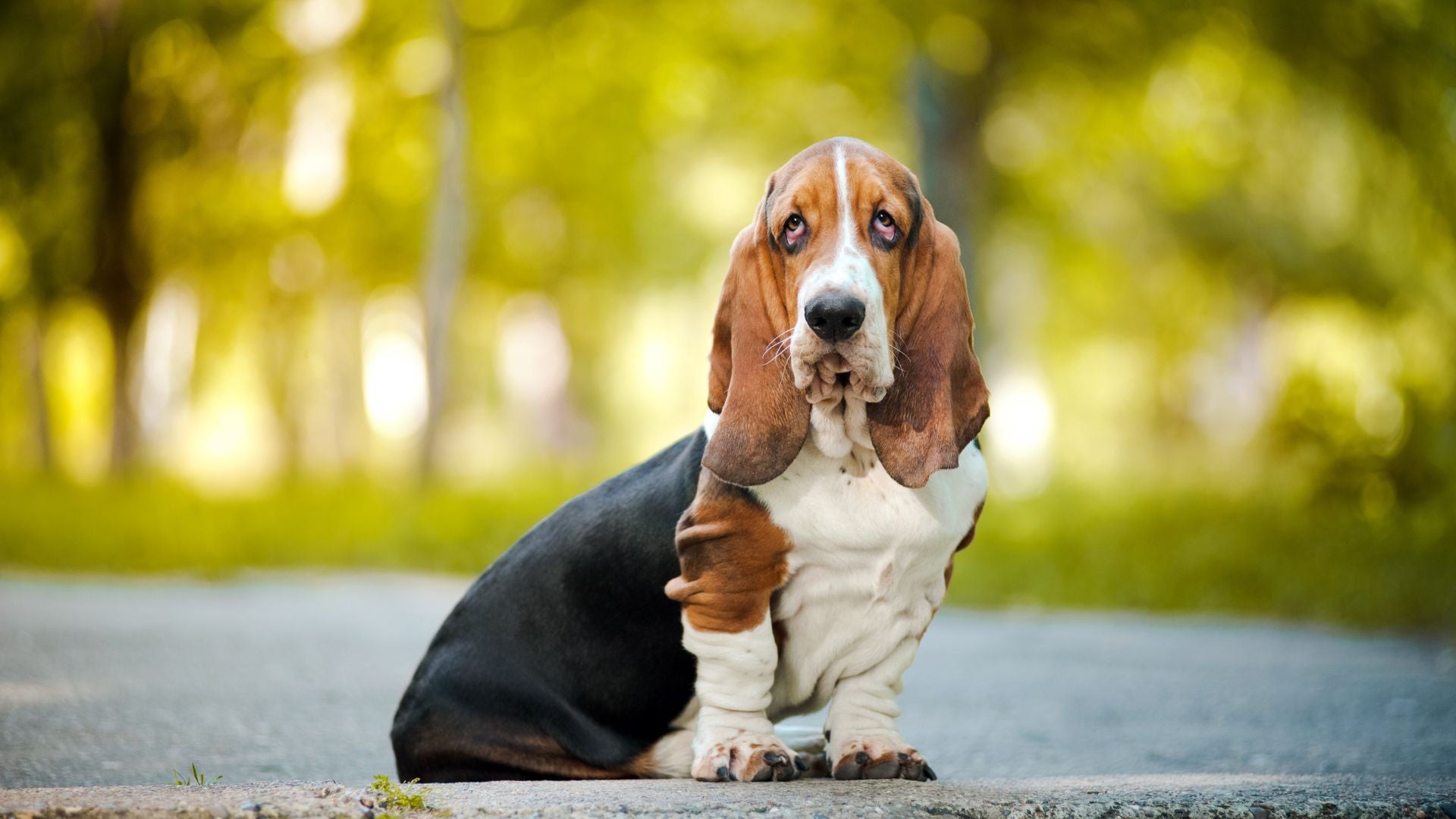 Entretien et soins du Basset Hound : Le manuel ultime pour propriétaires