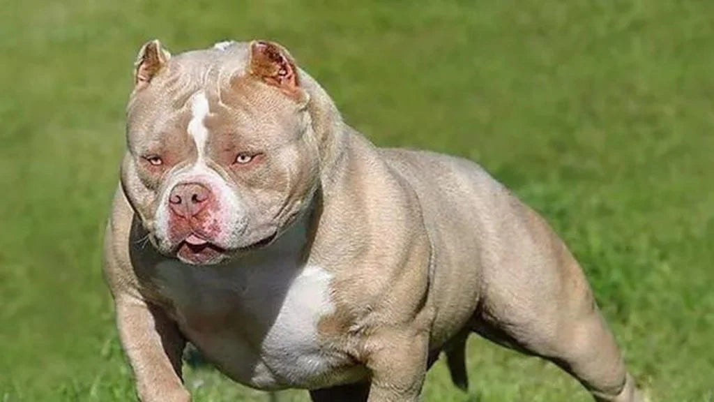 American Bully: Le Guide Ultime pour Comprendre et Élever cette Race