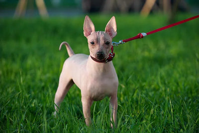 Maîtriser les secrets de l'American Hairless Terrier: Compagnon sans poil