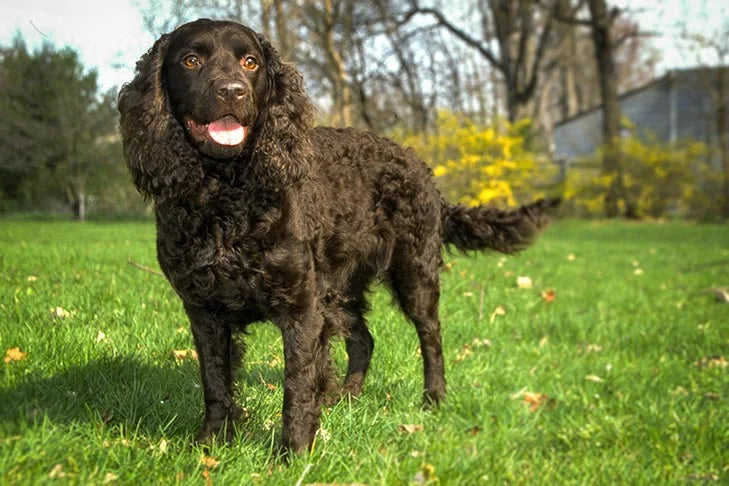 American Water Spaniel: Découverte et conseils pour ce compagnon aquatique