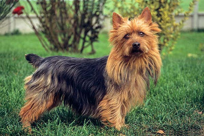 Maîtriser les bases de l'Australian Terrier: conseils d'expert