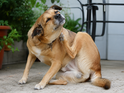 chien qui se gratte