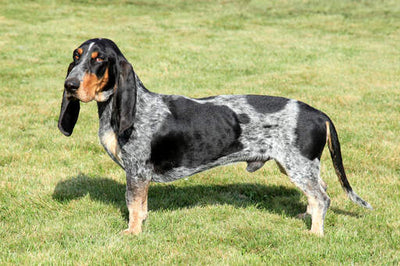 Les secrets du Basset Bleu de Gascogne dévoilés: Éducation et soins