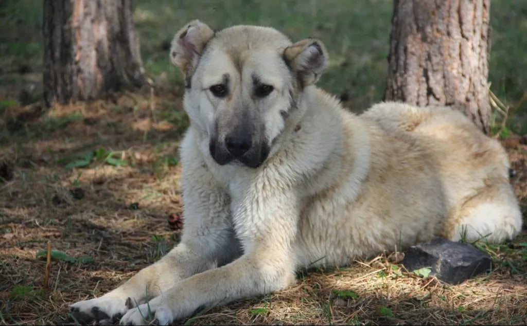 Le mystérieux Armenian Mountain Dog: Découvrez ce Colosse des Montagnes