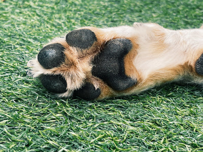 Protégez les coussinets de votre chien