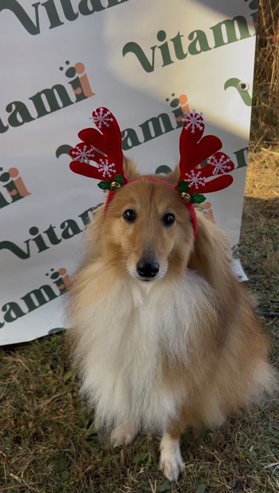 Marché de Noël Canin organisé par Une Belle Journée à Sainte-Marie-la-Mer
