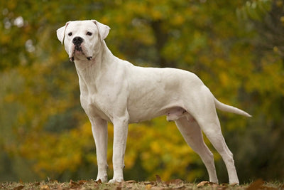 Le Dogue Argentin dévoilé: Comportement, soins et éducation