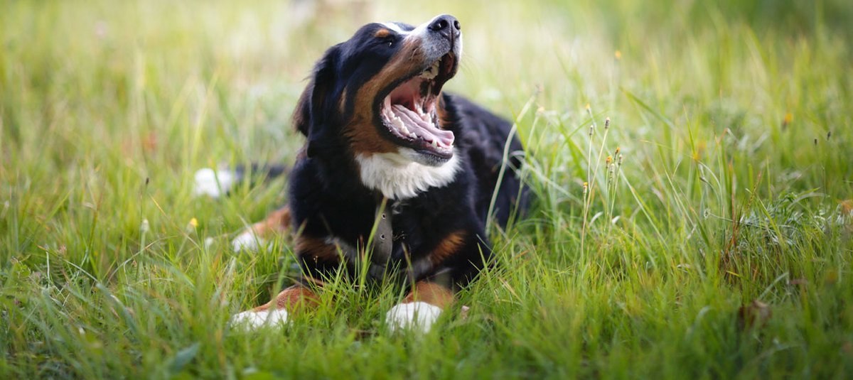 Mon chien a une très mauvaise haleine : pourquoi ?