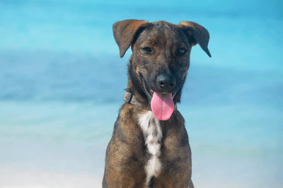 Le Cunucu d'Aruba: Découvrez ce chien méconnu des Caraïbes