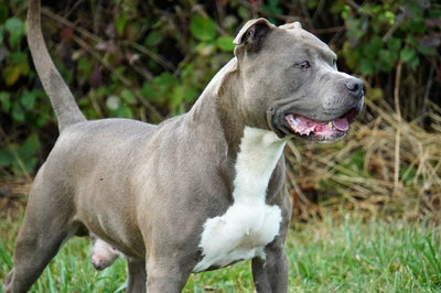 American Staffordshire Terrier: Le Guide Ultime du Propriétaire Passionné