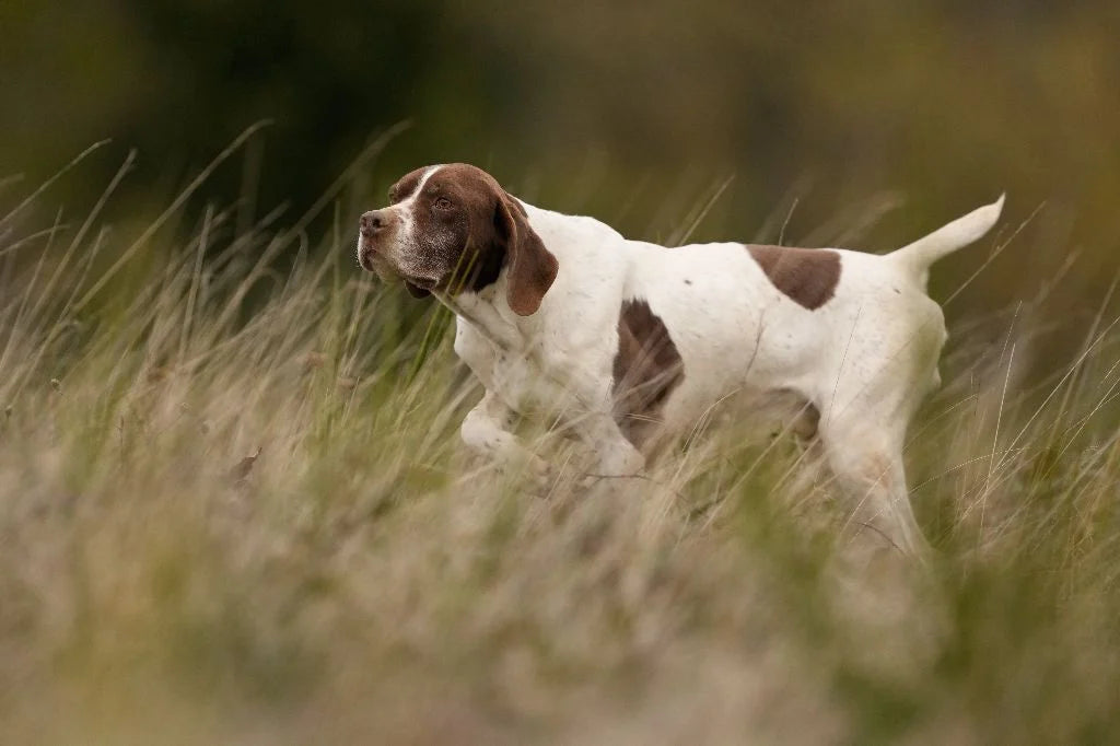 Le Braque Bavarois: Secrets et Conseils d'Éducation Canine