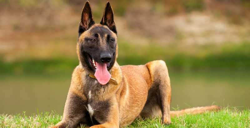 Berger Belge Malinois : Les secrets d'un compagnon fidèle et protecteur