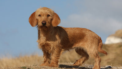 Guide complet sur le Basset Fauve de Bretagne : Compagnon idéal ?