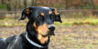 Beauceron: Éducation, soins et conseils pour un compagnon fidèle