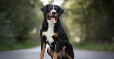 Guide Expert sur le Bouvier d'Appenzell : Secrets d'un Chien Unique