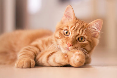 5 conseils essentiels pour les propriétaires de chats