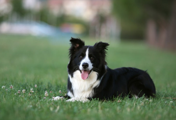 Le Border Collie révélé : Comportement, Éducation et Secrets de Race