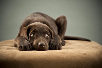 Les signes que votre chien se sent anxieux