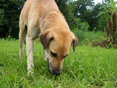 Pourquoi mon chien mange-t-il de l'herbe ?