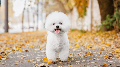 Le Bichon Frisé dévoilé: éducation, soins et secrets de race