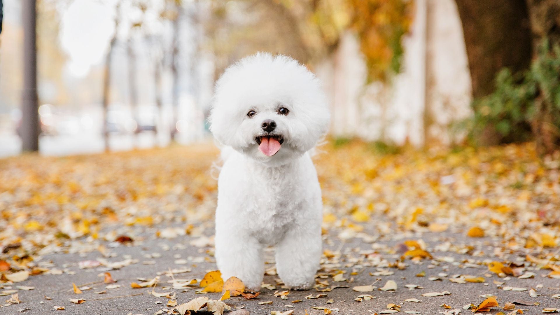 Le Bichon Frisé dévoilé: éducation, soins et secrets de race