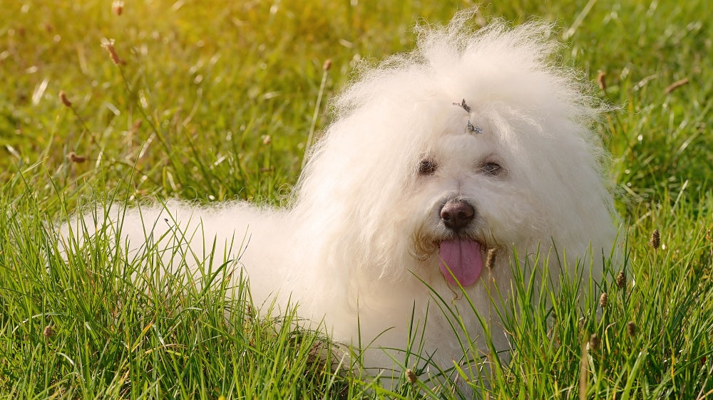 Bichon bolonais: Elevage, Soin et Caractère du Petit Trésor Italien