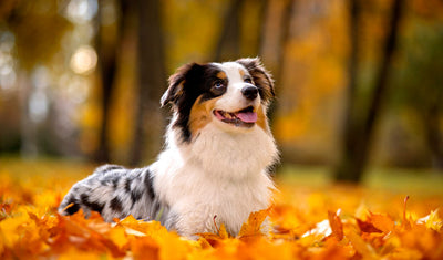 🍂 Les dangers de l'automne pour nos chiens 🐾