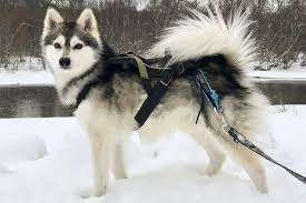 Guide sur l'Alaskan Klee Kai