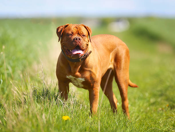 Dressage efficace : transformer votre chien en compagnon modèle