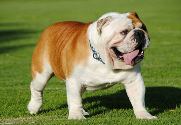 Découverte de l'Australian Bulldog: Compagnon robuste et affectueux