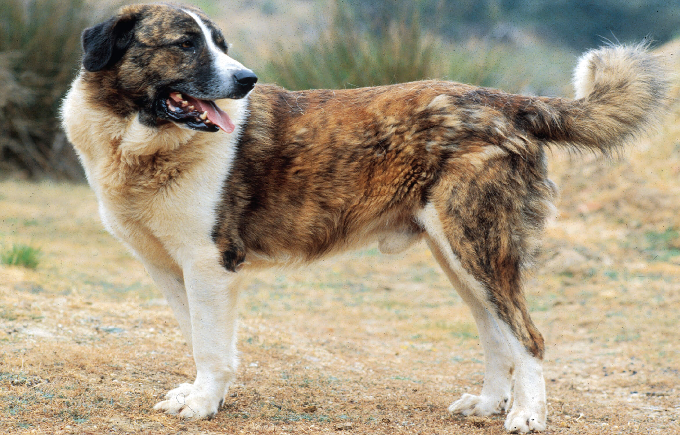 Mastiff de l'Alentejo: Tout Comprendre sur ce Gardien Portugais