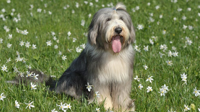 Bearded Collie : Découvrez le Charme Incomparable du Berger Velu
