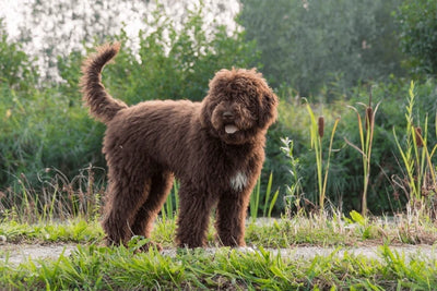 Le Barbet français: Découvrez ce chien bouclé et plein d'énergie