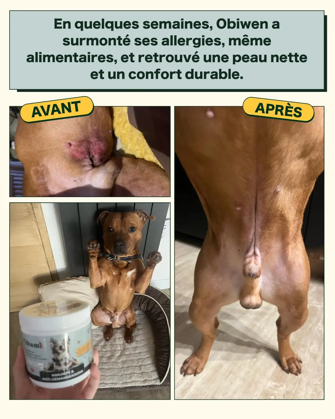 Avant Après chien