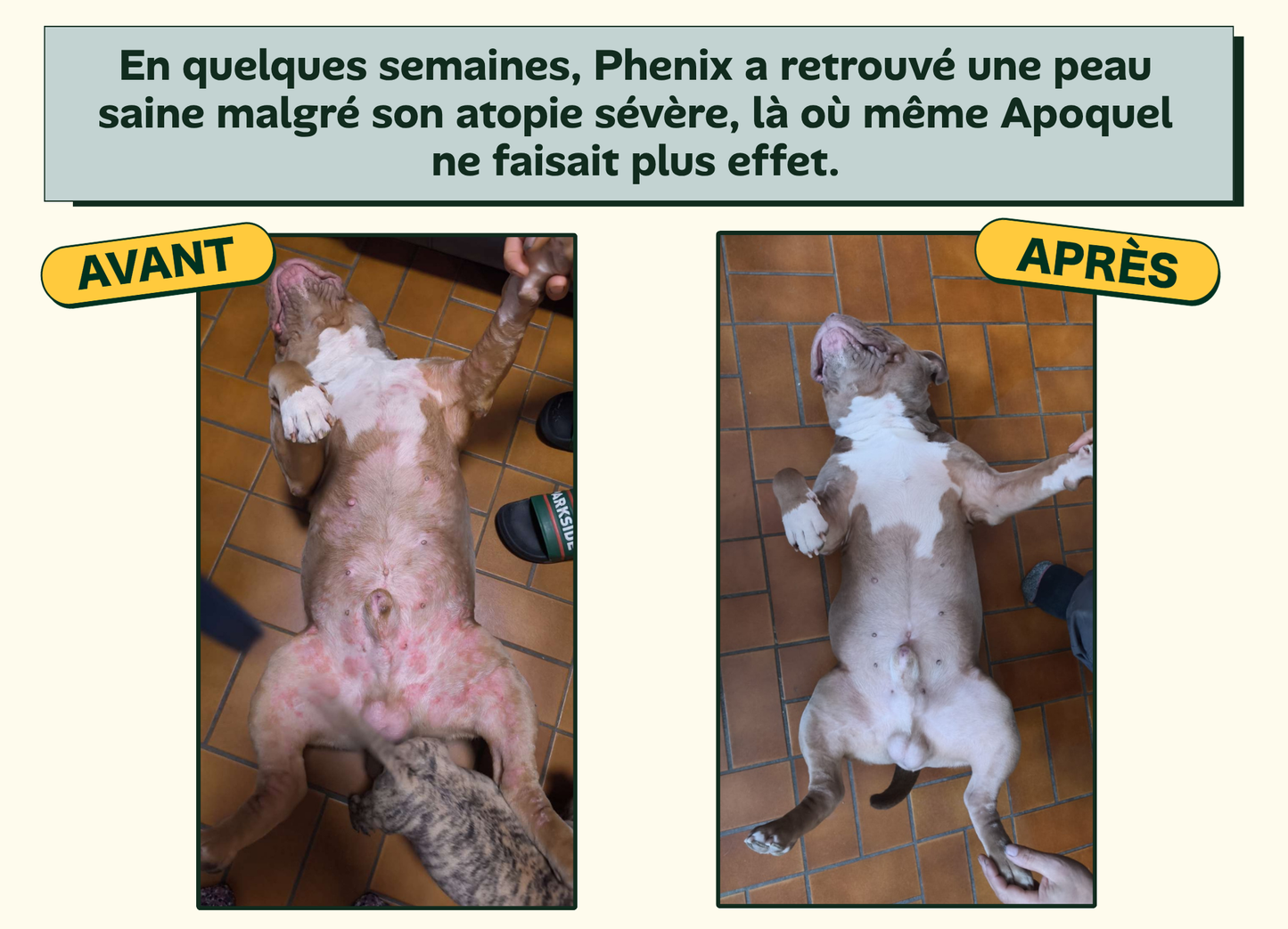 Avant/apres Phenix - peau saine, atopie severe