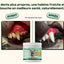 Poudre Dentaire Hygiène, Dents & Haleine