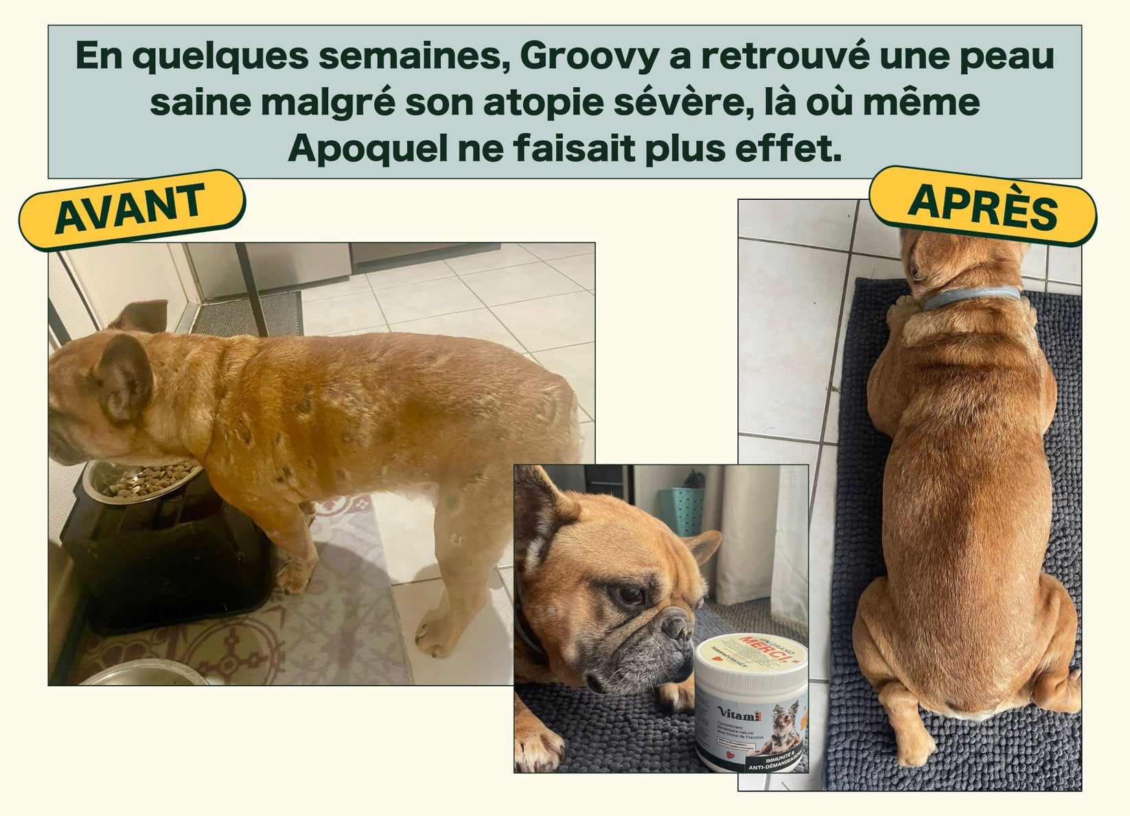 Chien avec une mobilité retrouvée grâce à Vitamii