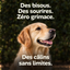 Golden retriever et chat gris en câlin : des bisous, des sourires, zéro grimace