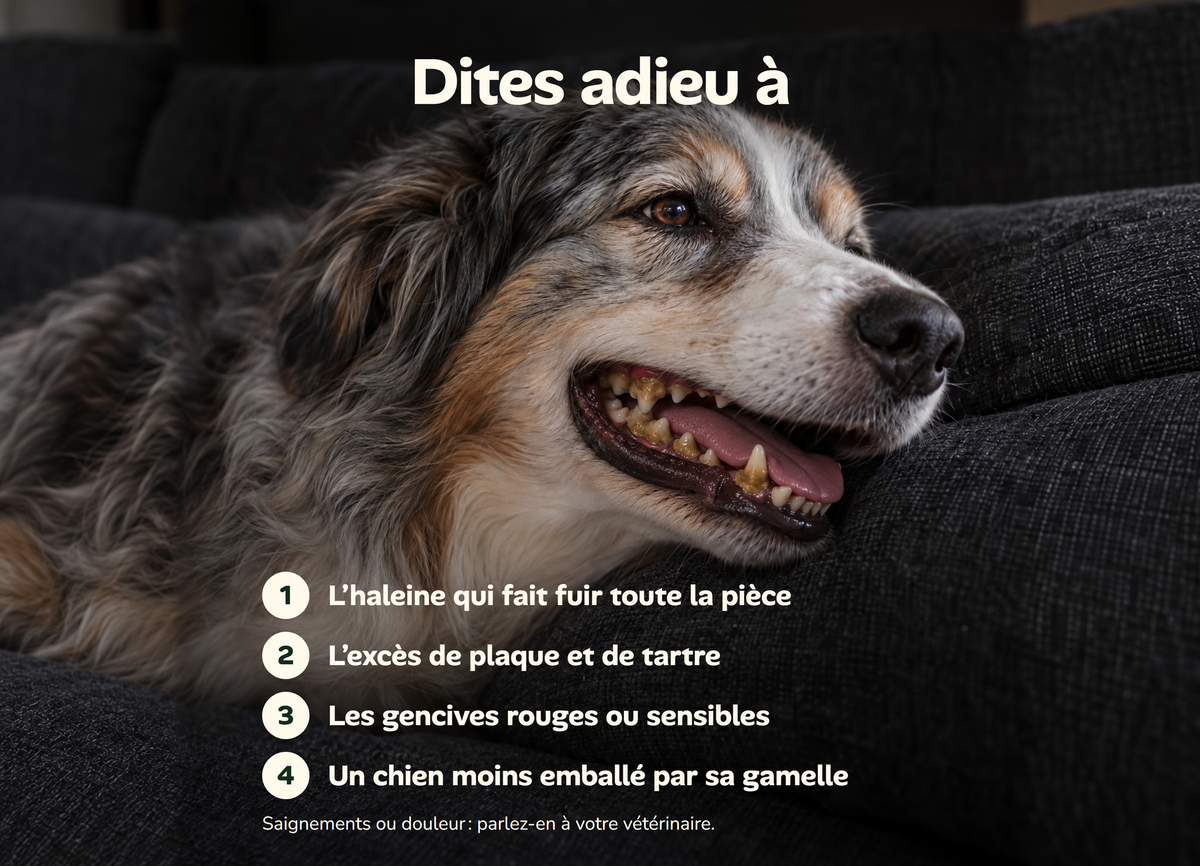 Dites adieu à l'haleine qui fait fuir, à l'excès de plaque et de tartre et aux gencives sensibles