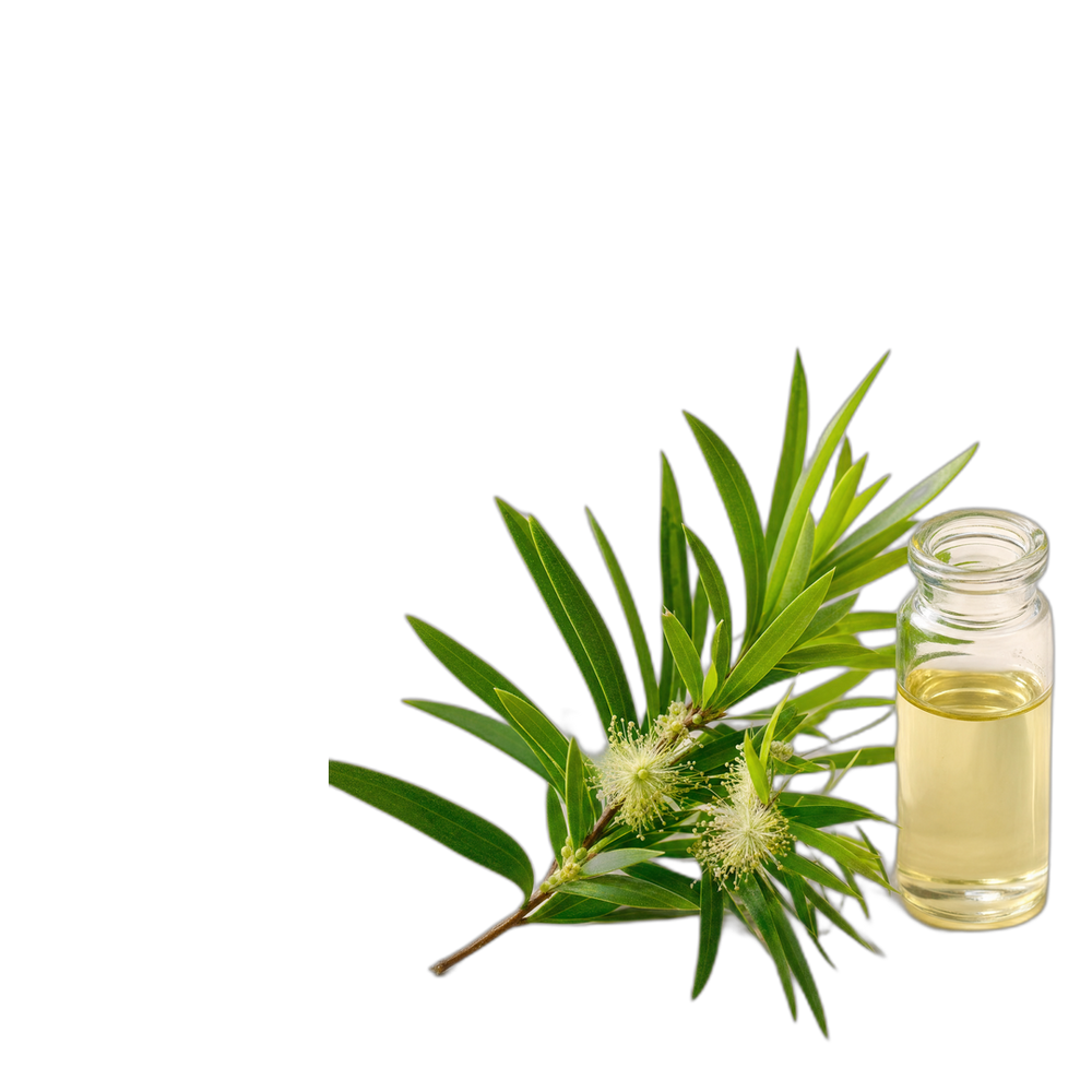 Cajeput bio